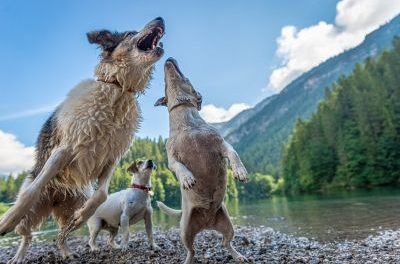 IL PET CARPET FILM FESTIVAL E LA CROCE ROSSA ITALIANA A SUPPORTO DEGLI ANIMALI IN DIFFICOLTA’