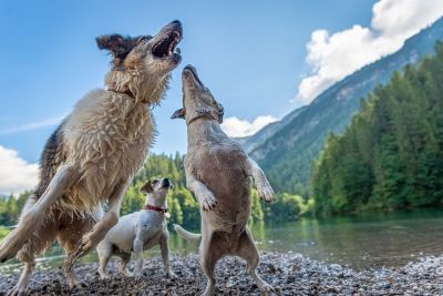 IL PET CARPET FILM FESTIVAL E LA CROCE ROSSA ITALIANA A SUPPORTO DEGLI ANIMALI IN DIFFICOLTA’